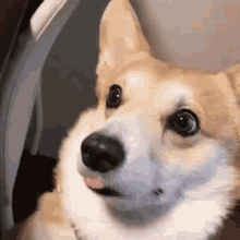 funny-corgi-lol-moment.gif