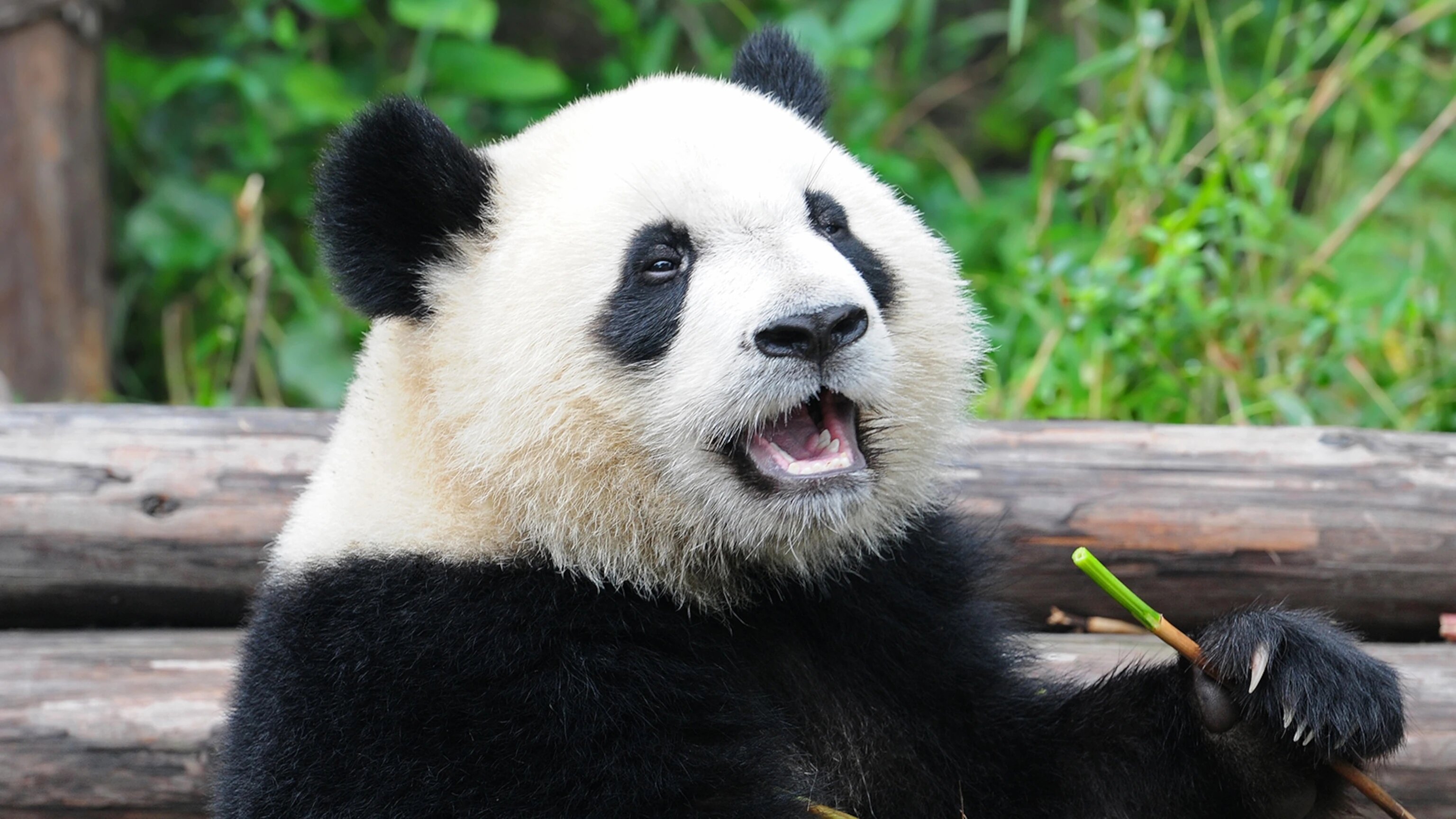 giant-panda-eating.jpg