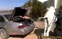 gif-trunk-camel-car-1440391.gif