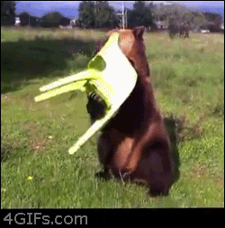 giphy (11).gif