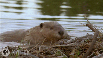 giphy (11).gif