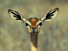 giphy (21).gif