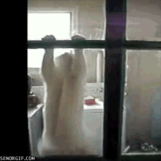 giphy (35).gif