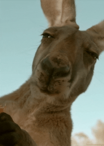 giphy (7).gif