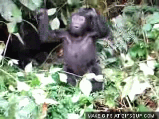 giphy-7.gif