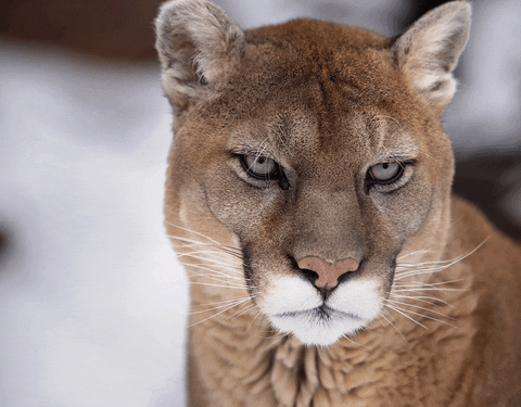giphy (8).gif