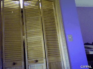giphy.gif