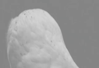 giphy owl.gif