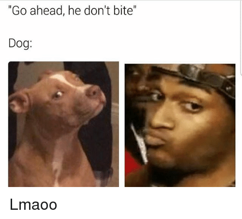 go-ahead-he-dont-bite-dog-lmaoo-18977169.png