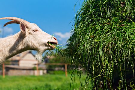 Goat-feeding-GettyImages-696251983-58a33ff25f9b58819cf26aaa.jpg