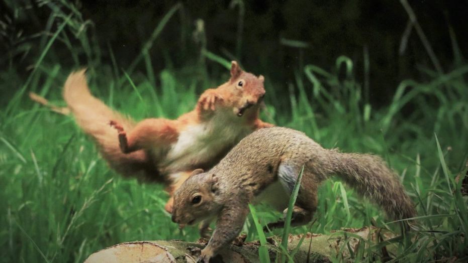 going-nuts-this-547905-e1595600347788.jpg