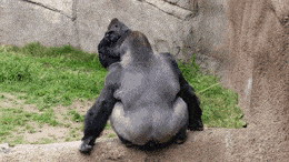 Gorilla .gif