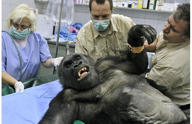 gorilla-surgery_1240687i.jpg