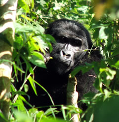 gorilla1.jpg