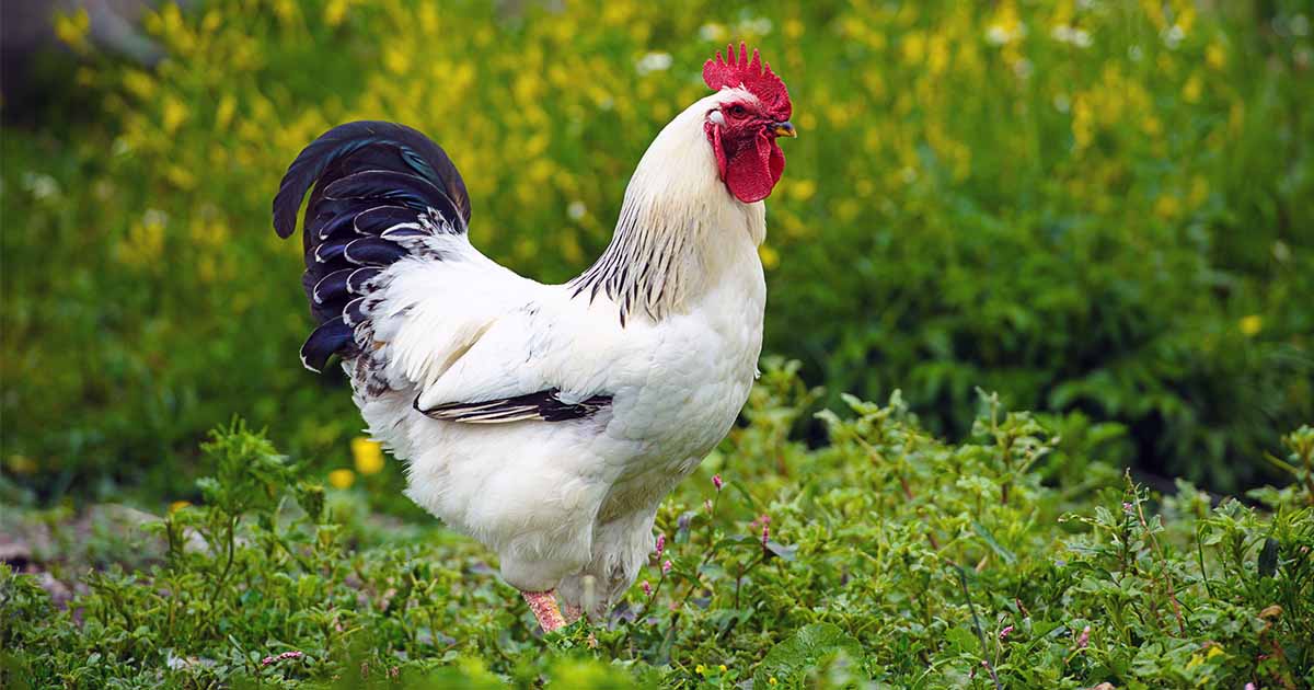 Grow-Fresh-Greens-for-Happy-Chickens.jpg
