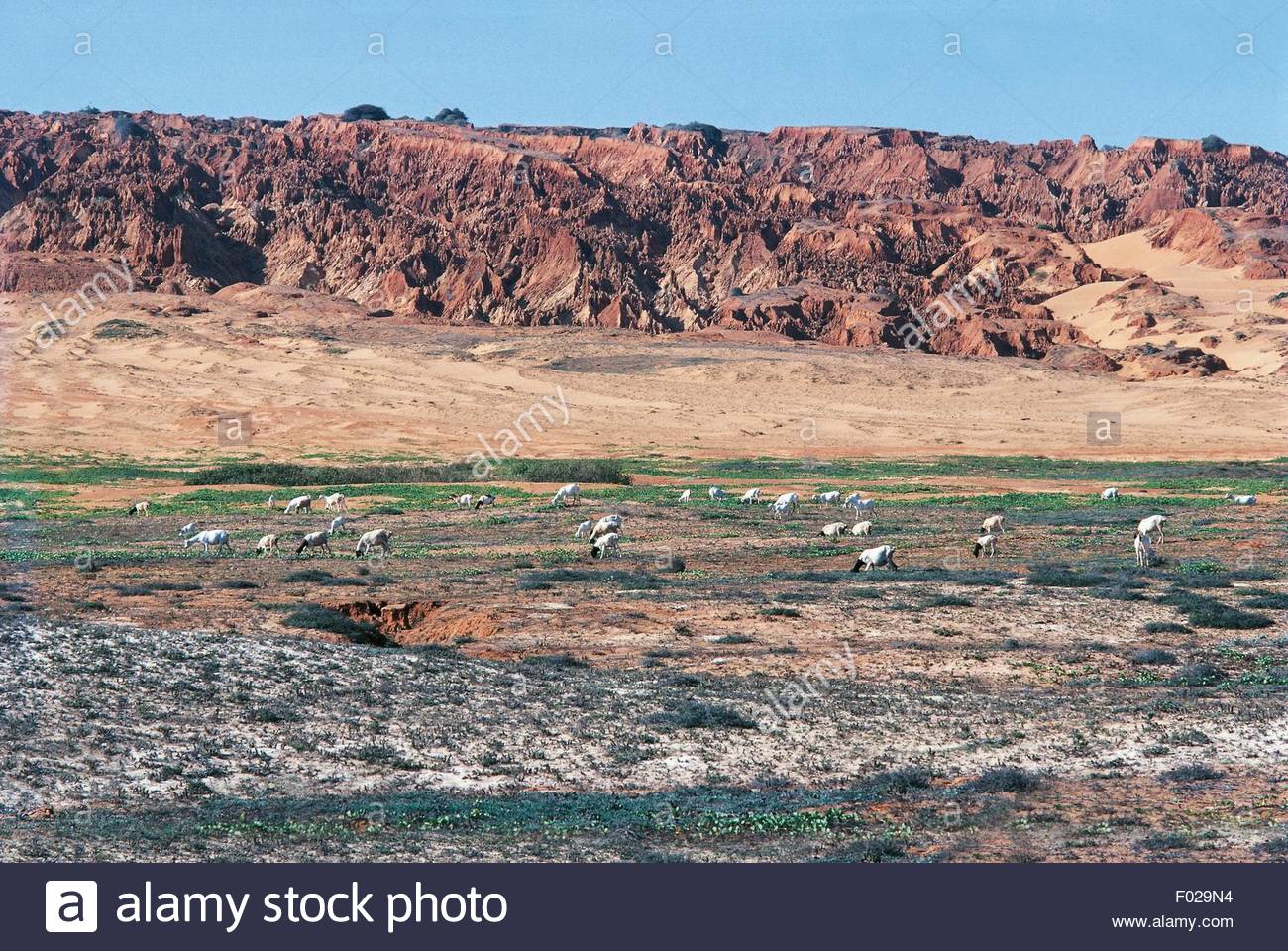 herd-of-goats-among-the-coastal-dunes-near-merca-somalia-F029N4.jpg