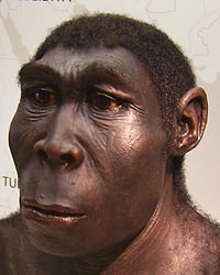 homo erectus.JPG