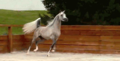 Horse.gif