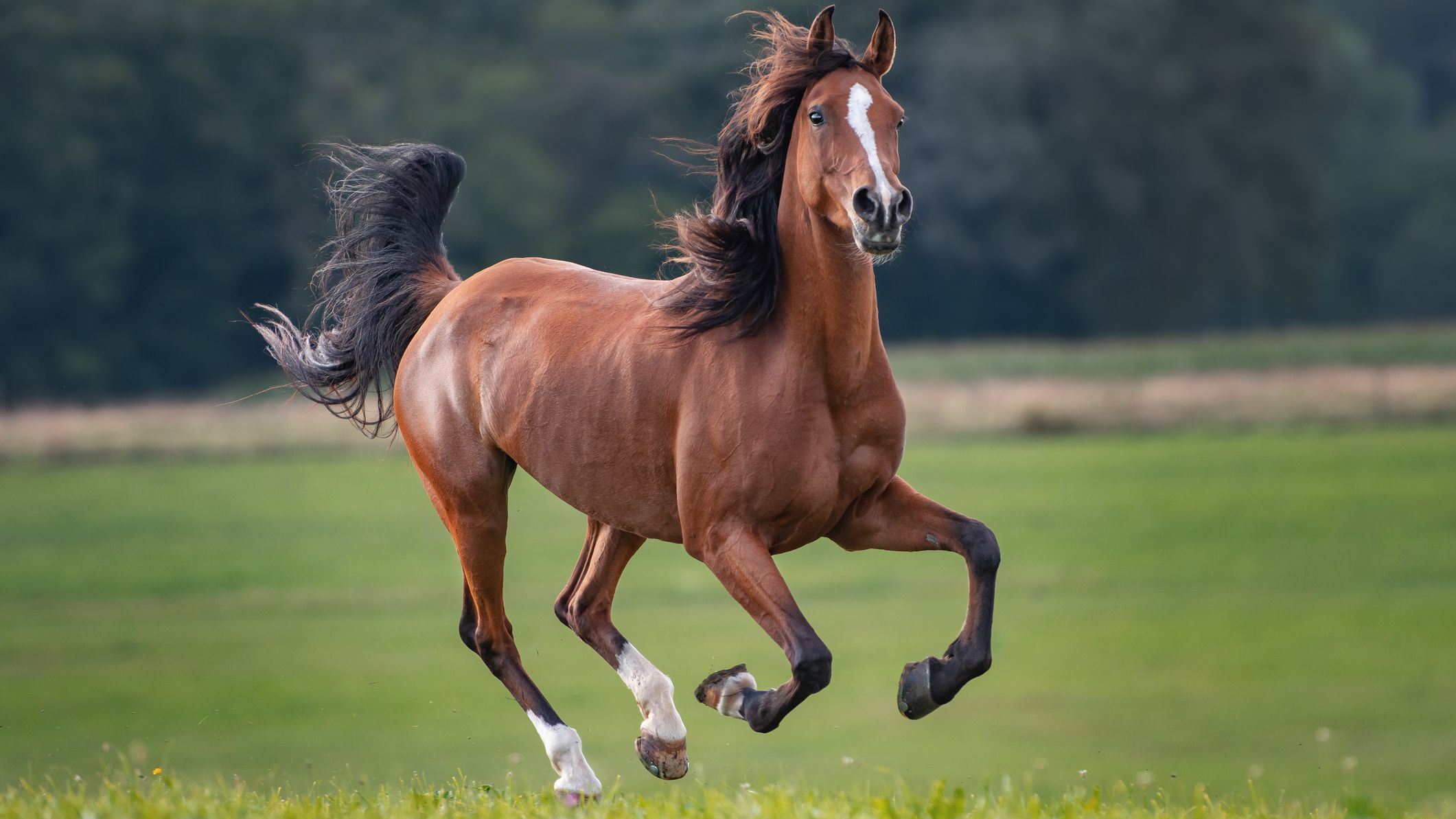 horse.primary-e9a47e1c486c4fb7bf729e05b59cf0df.jpg