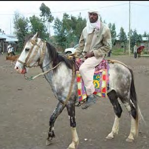 Horse-show-at-Jida-horse-market-in-Ethiopia_Q320.jpg