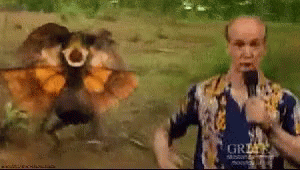 IMG_0776.GIF