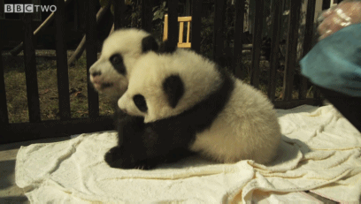 IMG_1734.GIF