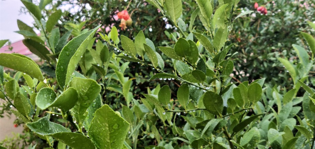 IMG_20181025_160222.jpg