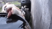IMG_6379.GIF