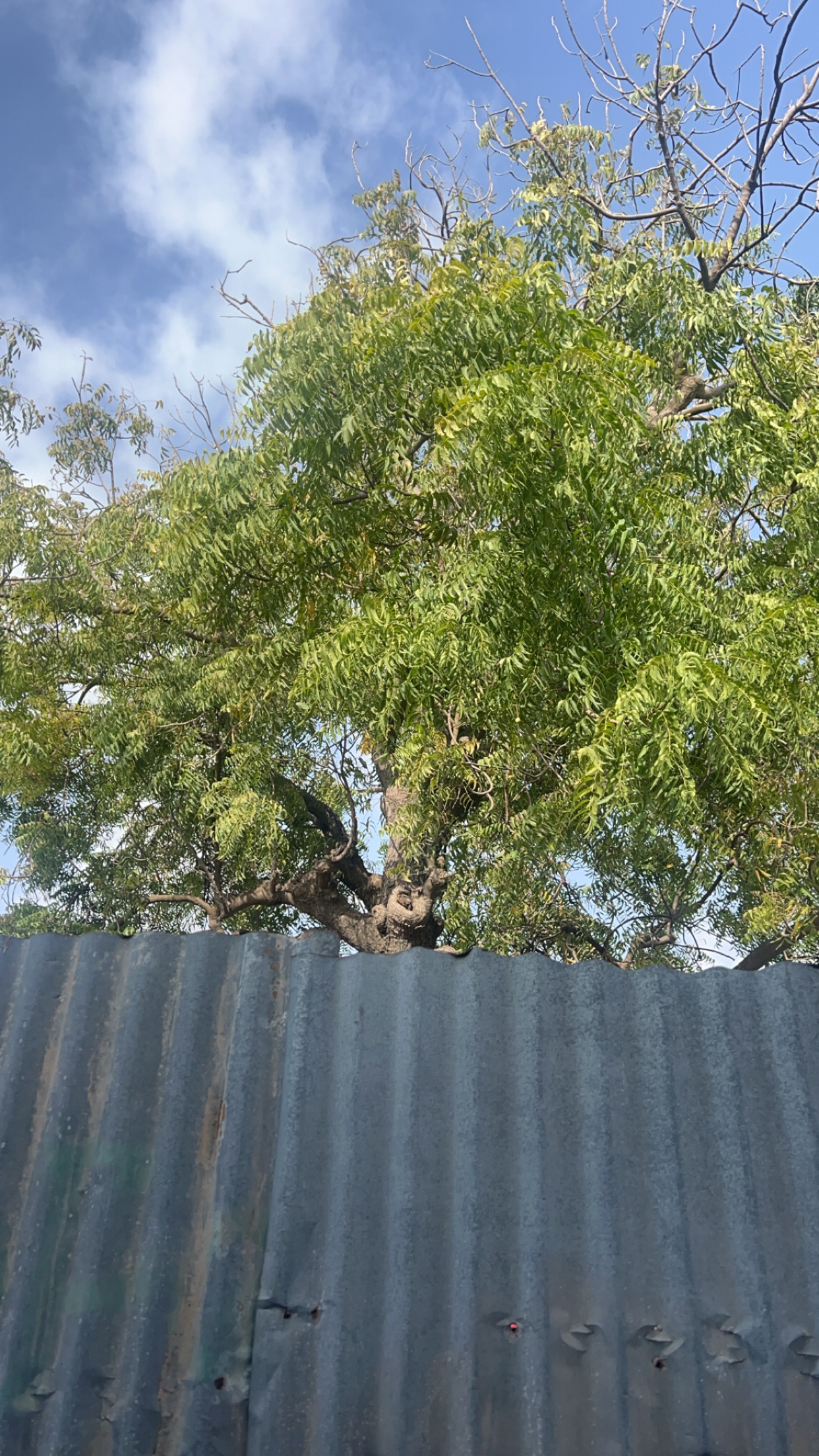 IMG_6387.jpeg