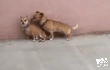 IMG_6587.GIF