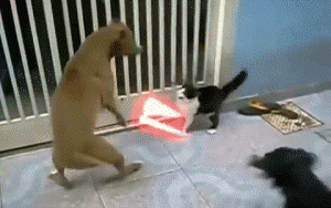 IMG_7952.GIF