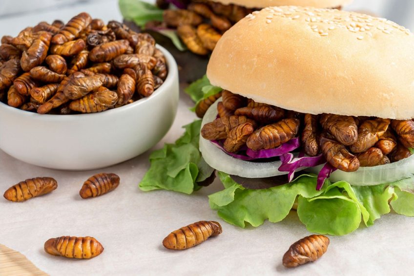 IMG_Canva-silkwormpupae-848x565.jpg