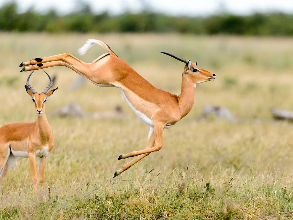 impala.jpg