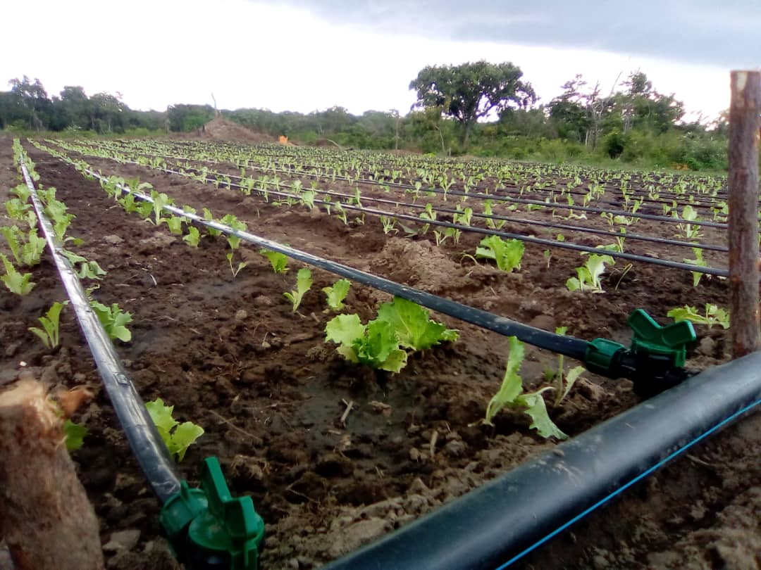 irrigation-drip4-1.jpg
