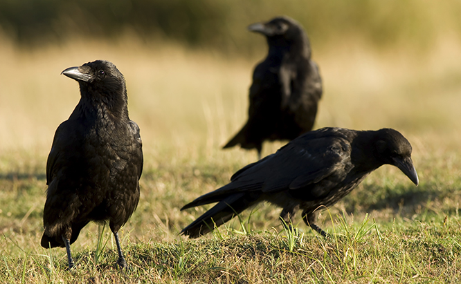 iStock_000009014614_Large.jpg