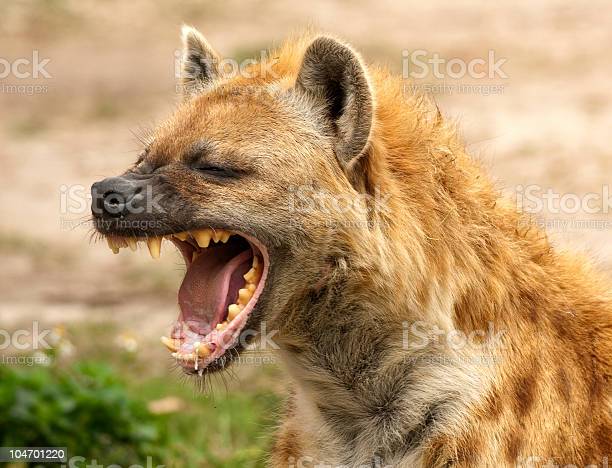 istockphoto-104701220-612x612.jpg