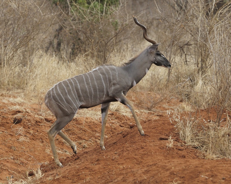 Lesser_Kudu_Male_(Tragelaphus_imberbis).jpg