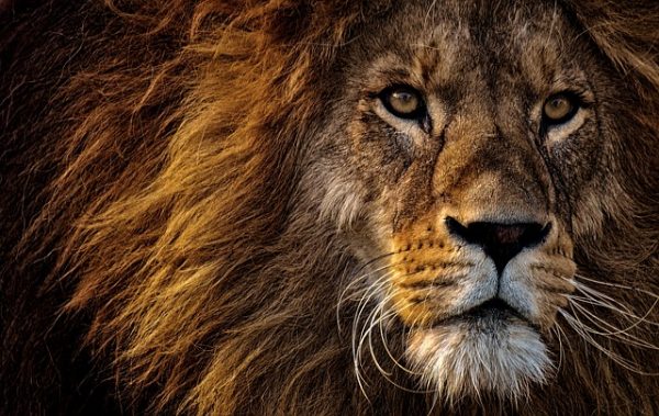 Lion-Facts-for-kids-e1534255925789.jpg