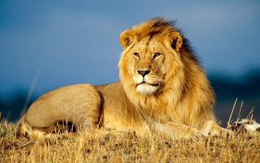 lion.jpg