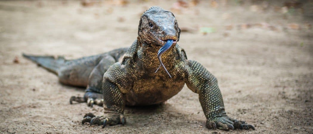 LIZARD.jpg