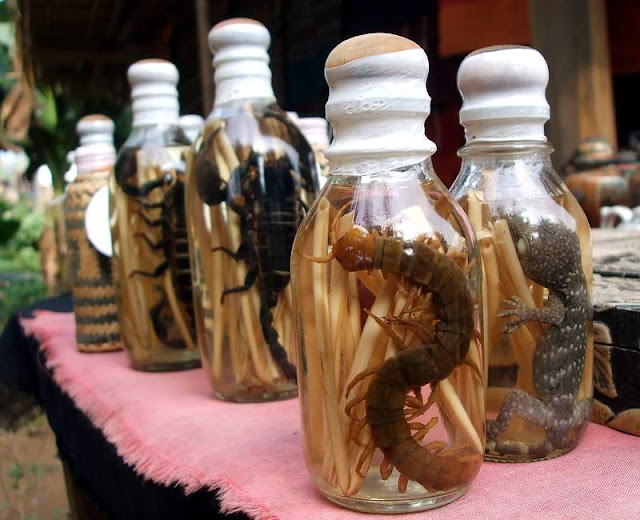 luang-prabang-whiskey-village-wine-moonshine-snake.JPG
