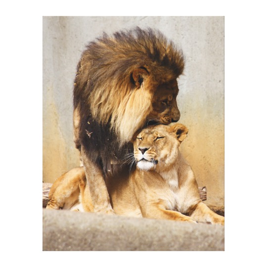 male_and_female_lion_in_love_canvas_print-r27ac20dd07944c30884cc98cd5d64614_wkwa5_8byvr_540.jpg