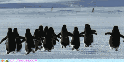 march-of-the-penguins.gif