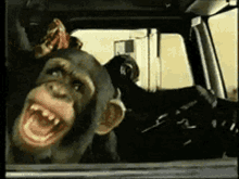 monkey-animals.gif