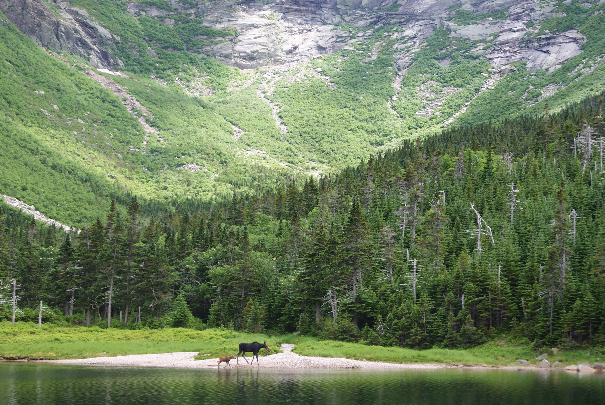 most-beautiful-places-in-maine-moose.jpg