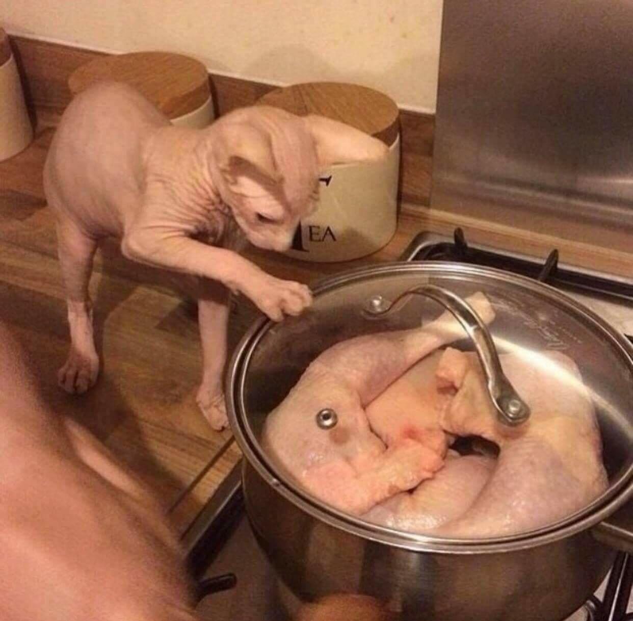 MY BROTHER cat.jpg