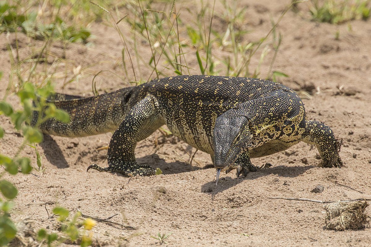 Nile_monitor_(Varanus_niloticus)_2.jpg