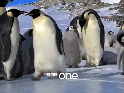 oLhqfOt.gif