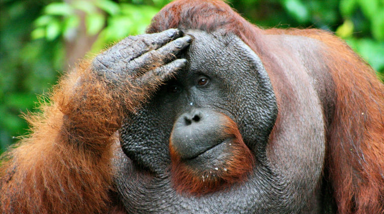 orangutan-tanjung-putin-denkend.jpg