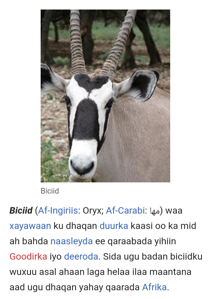 oryx.jpg